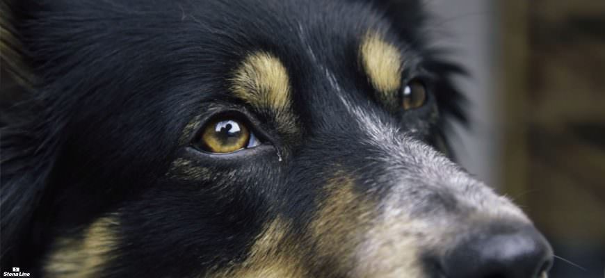 Hond mee naar Engeland? Doen! Check onze video en informatie over het hoe & wat.