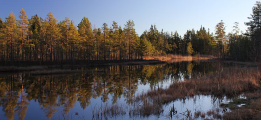 Bossen in Zweden