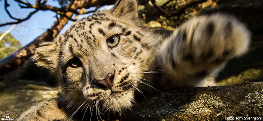 Nordens Ark dierenpark Zweden